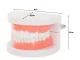 Dental Jaw and Teeth Model for Teaching, 8x6.5x5.5cm