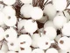 Frosted White Rowan Berries for Christmas Decoration, 5 pcs