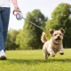 Retractable Dog Leash, Red, 5m Tape, up to 15kg