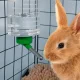 Ball Drinking Bottle for Small Pets 1000ml