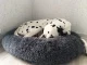 Soft Plush Pet Bed for Dogs and Cats, Round, 50cm, Dark Grey