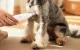 LED Pet Trimmer Rojeco RTMQT50-02 Ceramic Blade