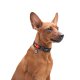 Waudog Nylon Dog collar with QR code size L, NASA