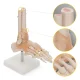 4FIZJO 1:1 Life-Size Ankle Joint Anatomical Model with Ligaments