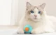 Rojeco RWJ-12 Interactive Cat Ball, Green