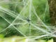 Artificial Spider Web with Spiders for Halloween, White
