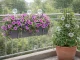 Automatic Plant Watering Globes System 8 Pack, transparent