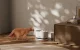 Petlibro Dockstream Wireless Cat Water Fountain 2.5L 5200mAh