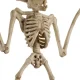 Malatec 00022005 Bat Skeleton - Halloween Decoration, 30 cm, Beige