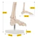 4Fizjo Ankle Joint and Foot Anatomical Model 1:1, White