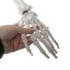Анатомическая модель скелета человека 170 см, на подставке | Anatomical...