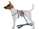 Adjustable Leash with Harness for Dogs and Cats, Size M