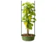DIVODV Triangular Plant Support, 120 cm, Green