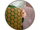 NEO Sport NS-902 Acupressure Acupuncture Massage Mat Set with Pillow, 70x44cm, Green/Gold