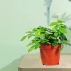 Plant Watering Spikes Set, 3 Pcs