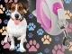 Retractable Dog Leash 5m, up to 20kg, Pink