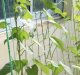 Gardlov Plant Support Net for Climbing Plants 2x10m, Green
