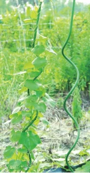 Spiral Plant Support Pole 150 cm x 11 mm, Green