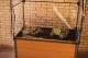 Mini Greenhouse Keter Maple 99 x 58 x 185 cm, Brown