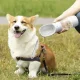 Purlov 3-in-1 Dog Travel Bottle with Water and Food Bowl