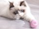 Interactive Cat Toy Ball, USB Rechargeable Automatic Rolling Pet Toy with LED