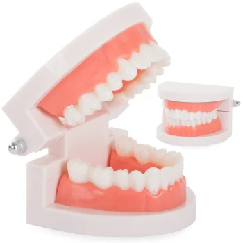 Dental Jaw and Teeth Model for Teaching, 8x6.5x5.5cm