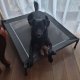 Purlov XXL Dog Bed with Canopy, 90x90x70 cm, Grey