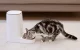 Rojeco Automatic Pet Feeder 4L Button Version - Single Stainless Steel Bowl