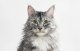 Умная сушилка для питомцев Catlink Standard CL-DA-01