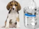 Automatic Pet Water Fountain for Cats and Dogs, 1.8L, Transparent