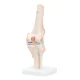 4Fizjo 1073 Anatomical Knee Joint Model 1:1
