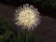 Solar Garden LED Lamps Dandelion Firework 70cm, Warm Light, 2 Pcs
