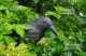 Iso Trade Bird Repeller - Raven, Black