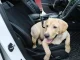 Waterproof Car Seat Cover for Dogs, Black
