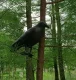 Plastic Raven Bird Repellent 38cm