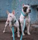 Waudog Luminous waterproof Dog collar with QR code size S, Blue