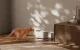 Petlibro Dockstream Wireless Cat Water Fountain 2.5L 5200mAh
