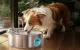 Pet Water Fountain Oneisall PWF-002-B, 7L
