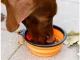 Collapsible Silicone Travel Bowl for Dogs and Cats, 800 ml, Orange