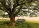 Iso Trade Stork Nest Swing 100 cm, Black
