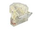Anatomical Dental Teeth Jaw Model
