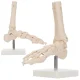 4Fizjo Ankle Joint and Foot Anatomical Model 1:1, White