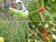 Plant Stapler Garden Tapener Tomato Vine Binder