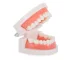 Dental Jaw and Teeth Model for Teaching, 8x6.5x5.5cm