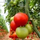 Polytunnel Greenhouse 4x2.5x2m 10m² Metal Frame UV Foil