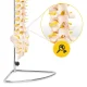 4FIZJO Human Spine Anatomical Model 1:1 Life Size with Stand