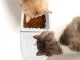2-in-1 Pet Water Fountain and Food Bowl for Cats and Dogs USB 2.5L