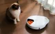 Automatic Pet Feeder with Cooling UBPet F10 5x330ml