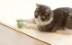 Cheerble Ice Cream Sensor Play Ball Toy for Dog Cat, Green