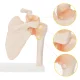 4Fizjo Anatomical Shoulder Joint Model with Ligaments, 1:1 Scale
